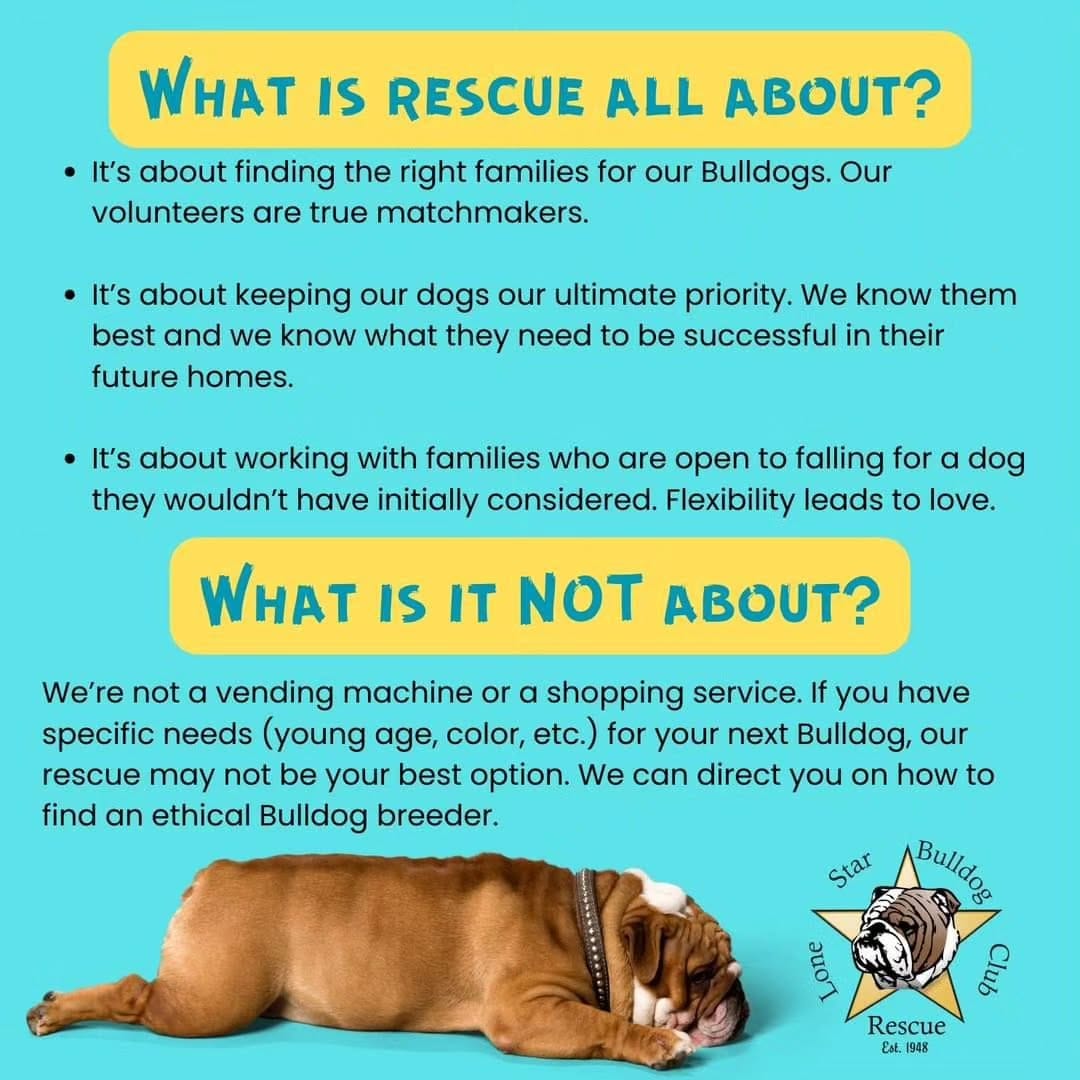 Post 10 by Lone Star Bulldog Club Rescue on Instagram (image)