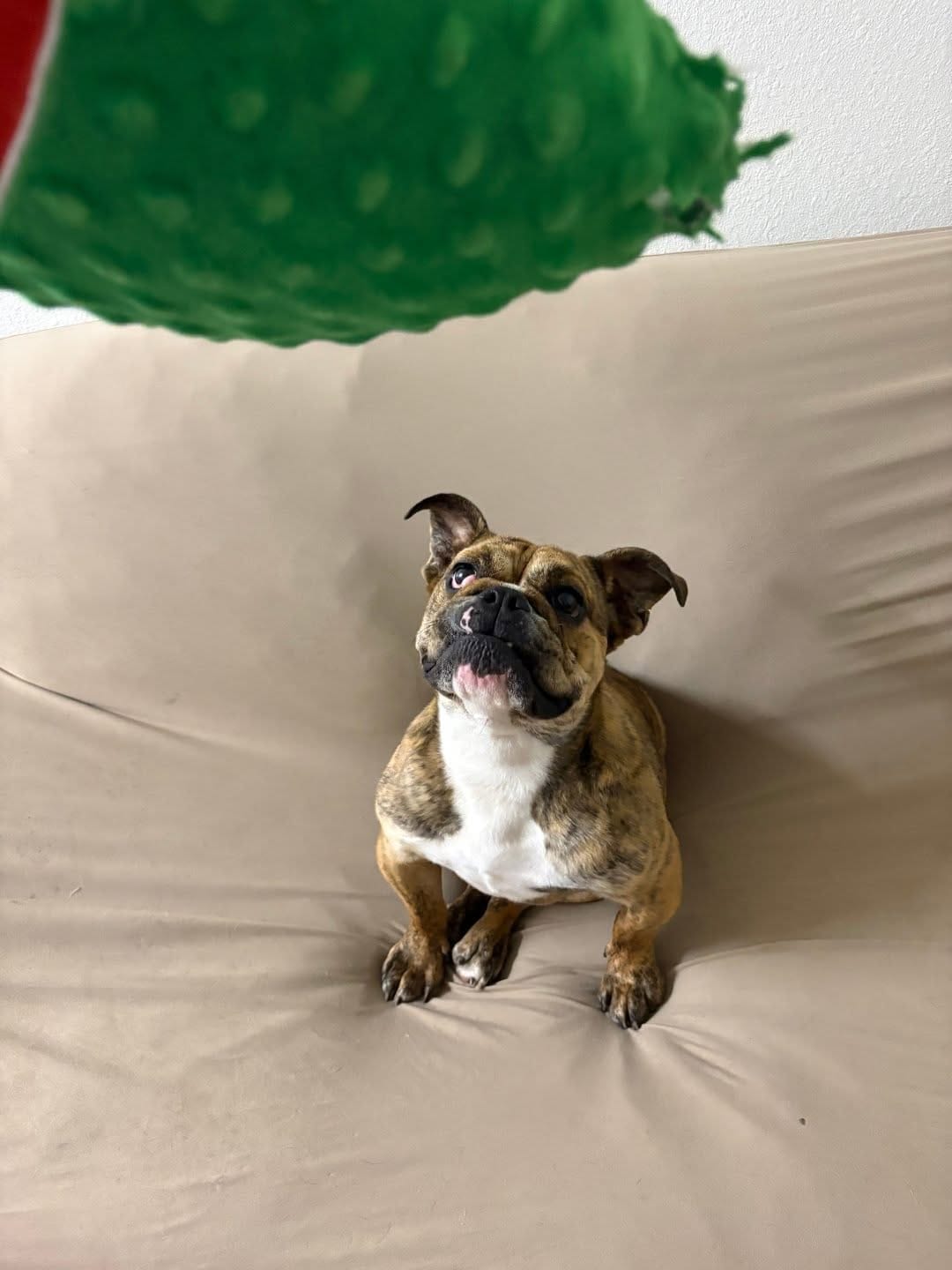 Post 3 by Lone Star Bulldog Club Rescue on Instagram (image)