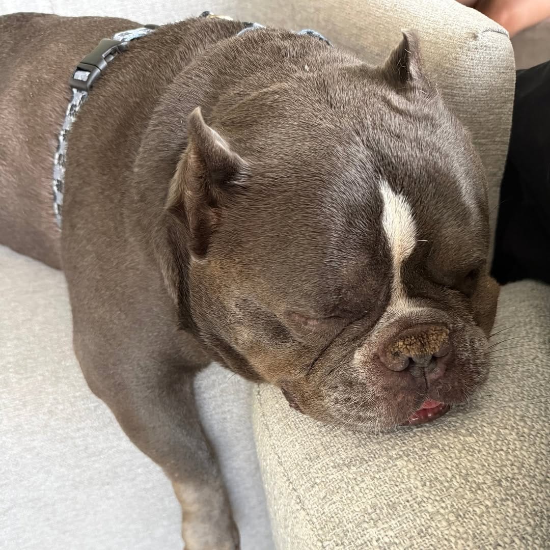 Post 5 by Lone Star Bulldog Club Rescue on Instagram (carousel)