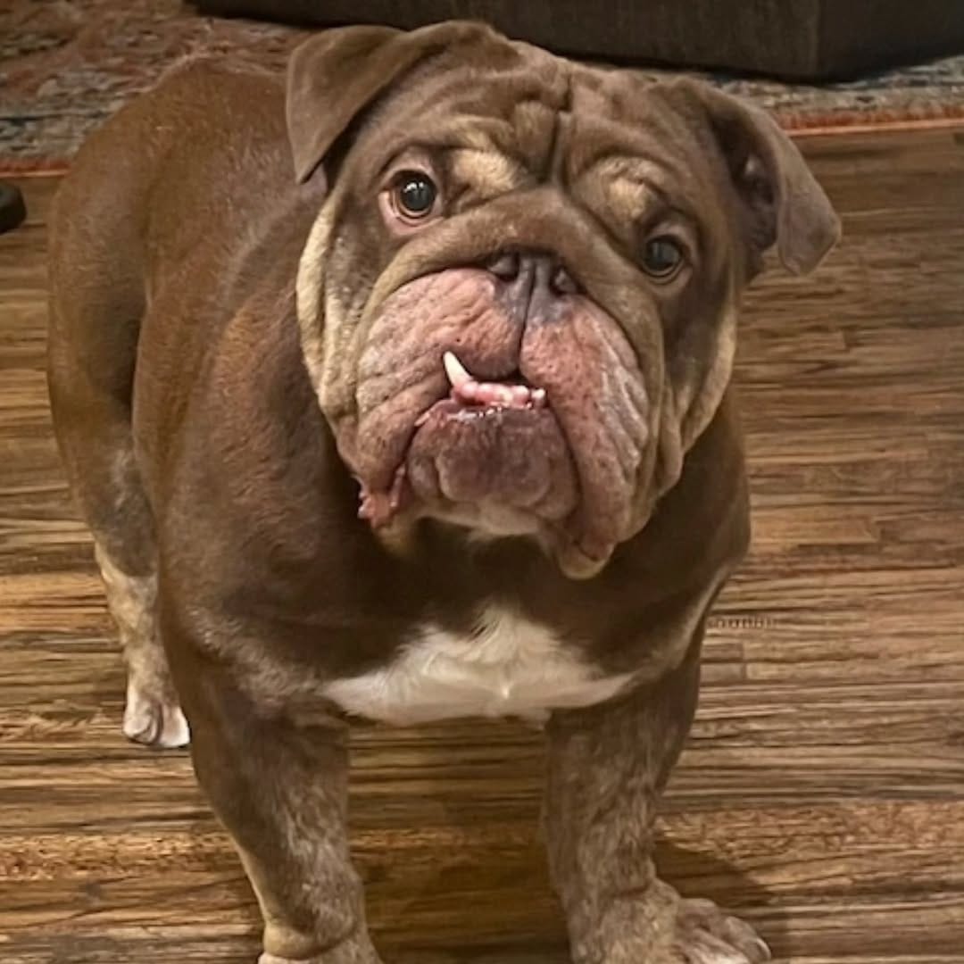 Post 8 by Lone Star Bulldog Club Rescue on Instagram (carousel)