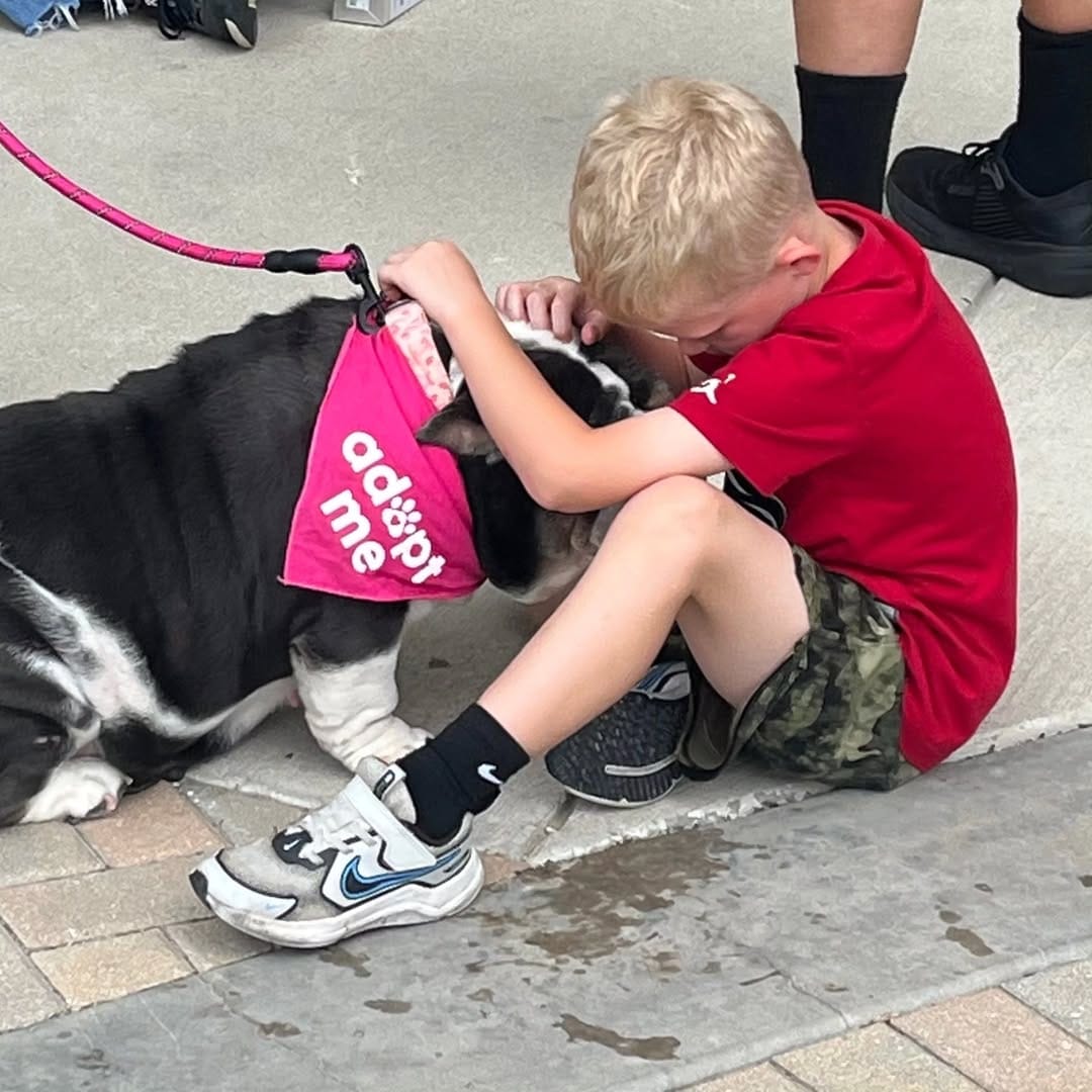 Post 9 by Lone Star Bulldog Club Rescue on Instagram (carousel)