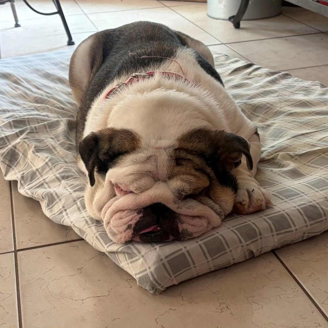 Post 7 by Lone Star Bulldog Club Rescue on Instagram (image)