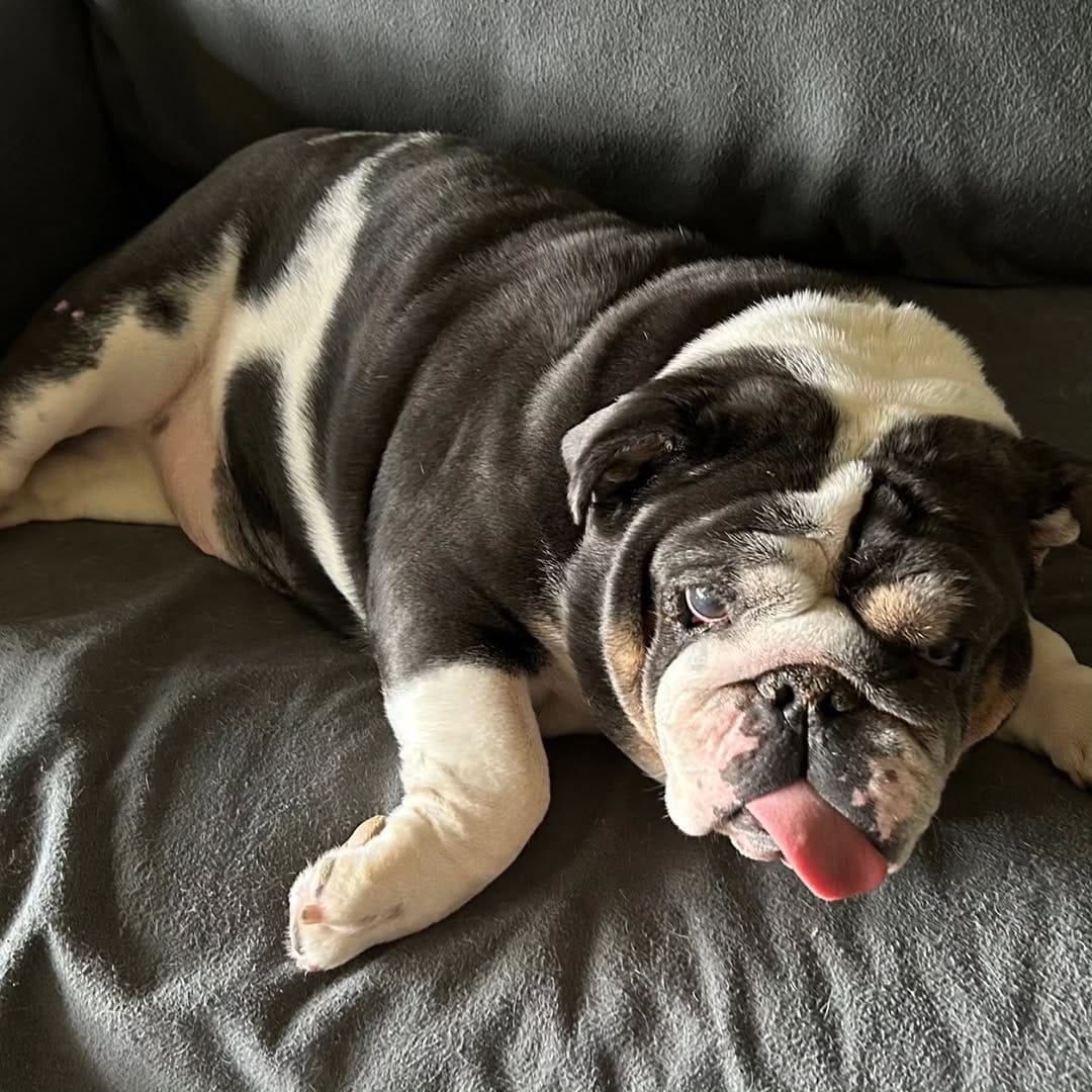 Post 2 by Lone Star Bulldog Club Rescue on Instagram (carousel)