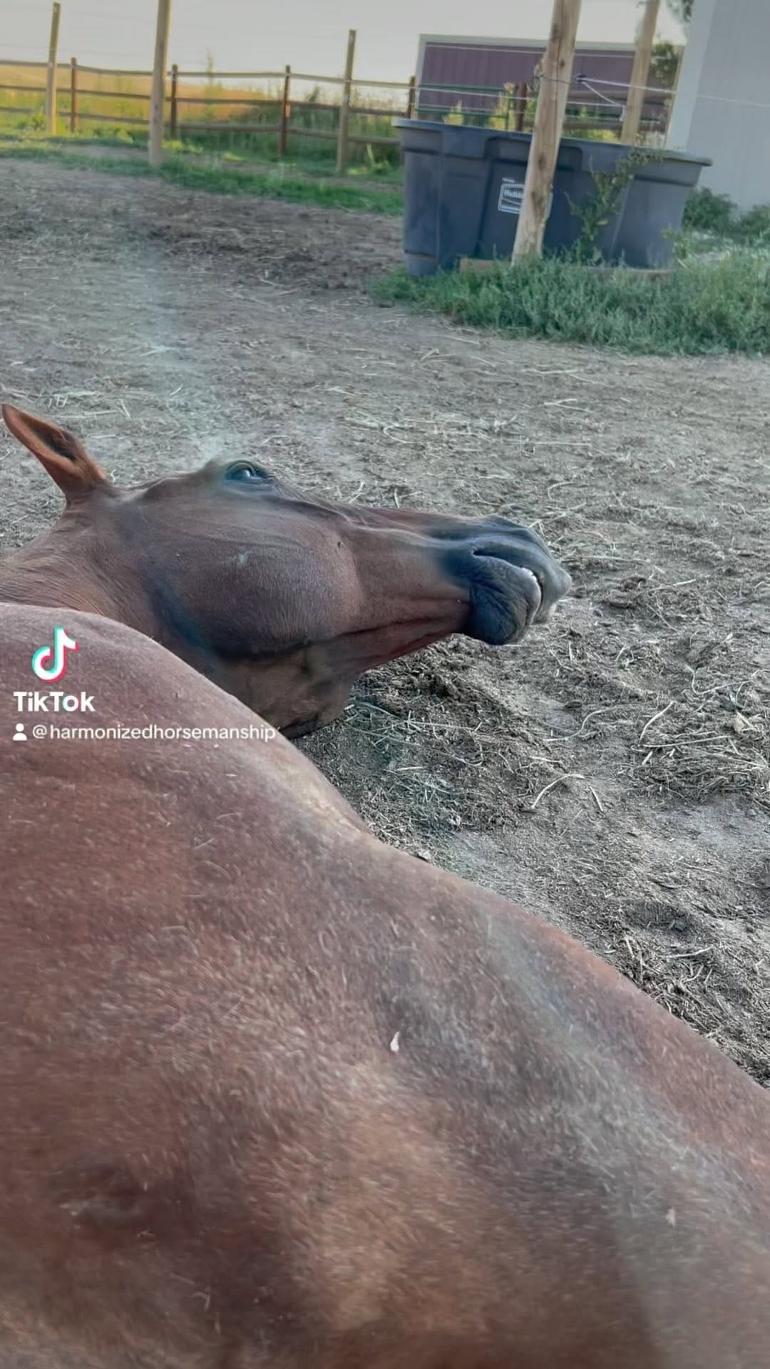 Post 10 by Harmonized Horsemanship on Instagram (video)
