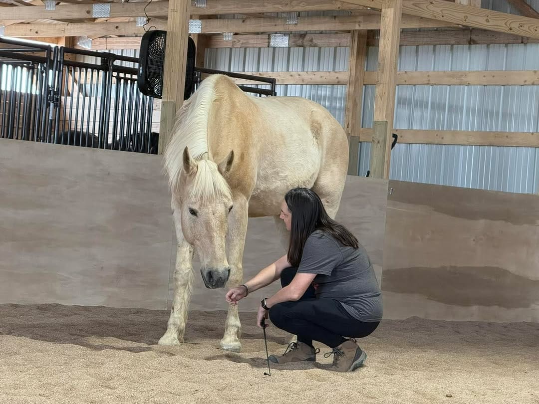 Post 5 by Harmonized Horsemanship on Instagram (carousel)