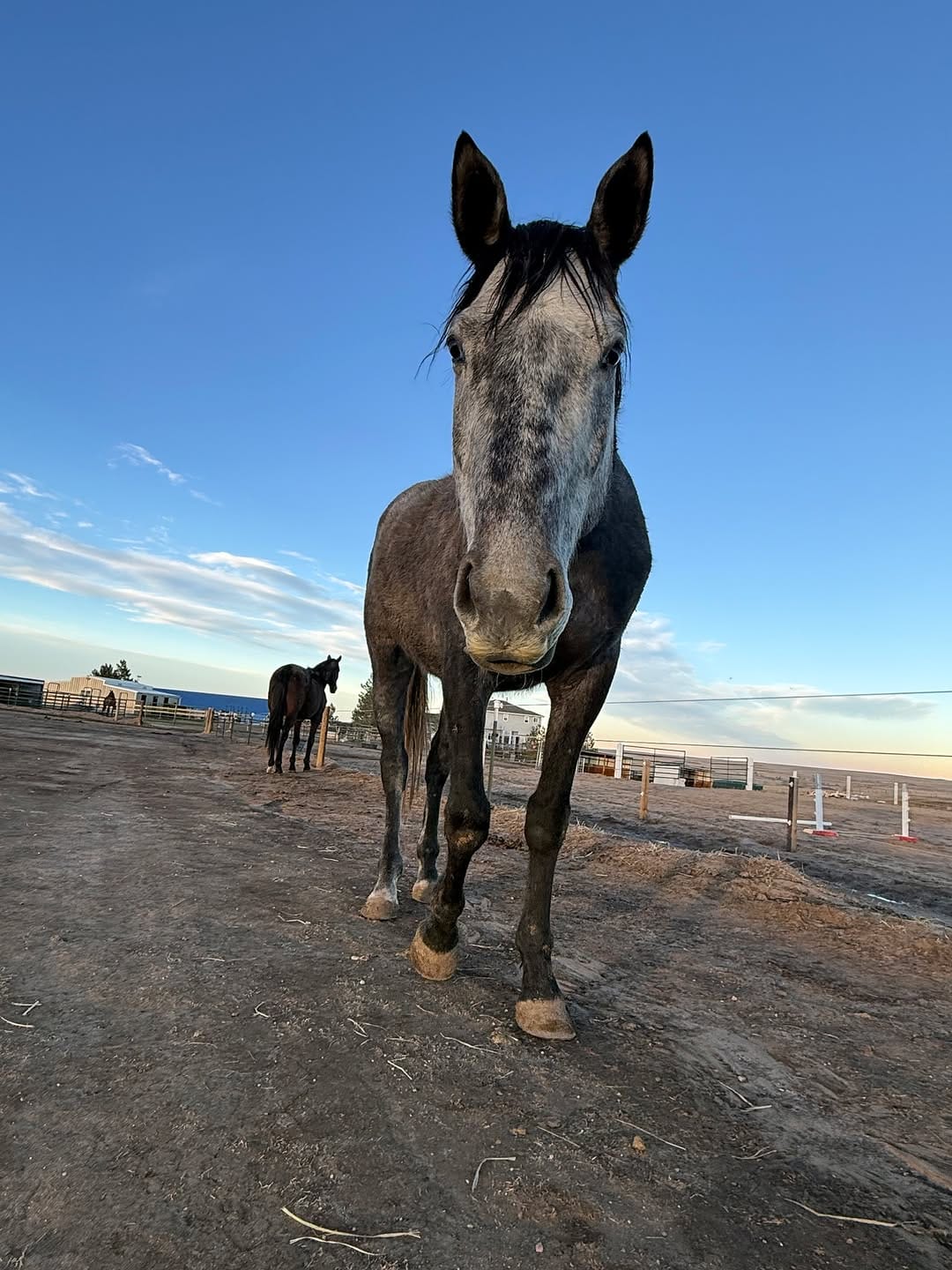 Post 8 by Harmonized Horsemanship on Instagram (image)