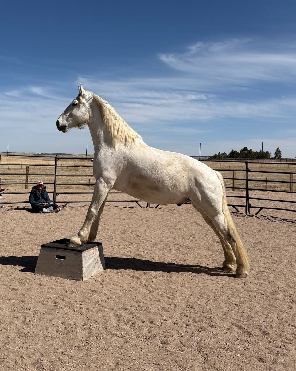Post 7 by Harmonized Horsemanship on Instagram (image)