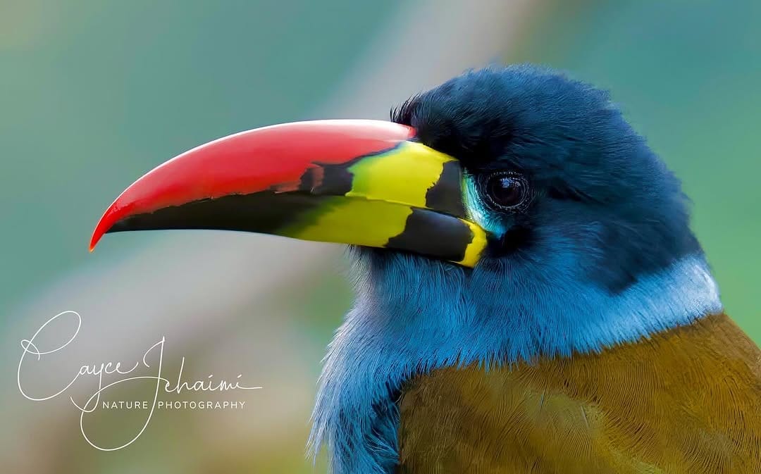 Post 10 by Cayce Jehaimi on Instagram (image)