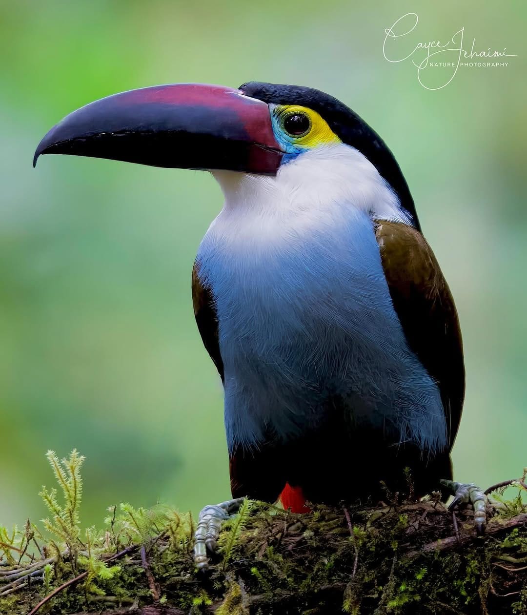 Post 9 by Cayce Jehaimi on Instagram (image)