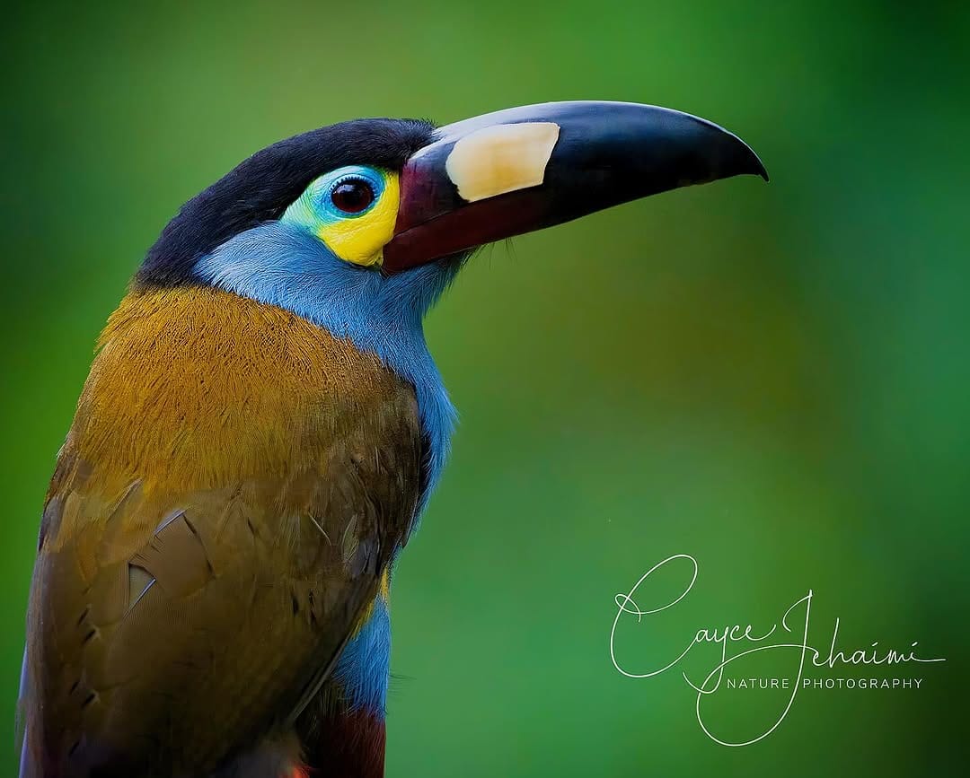 Post 8 by Cayce Jehaimi on Instagram (image)