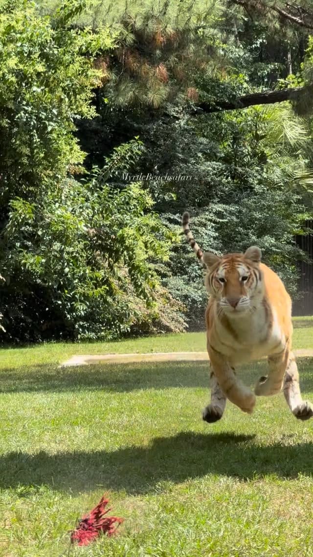 Post 4 by Myrtle Beach Safari 🐯🐘🐵🦁🦅 on Instagram (video)