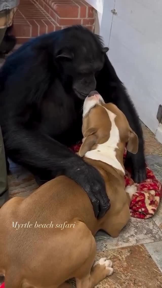 Post 6 by Myrtle Beach Safari 🐯🐘🐵🦁🦅 on Instagram (video)