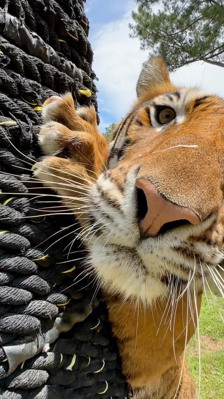 Post 1 by Myrtle Beach Safari 🐯🐘🐵🦁🦅 on Instagram (video)