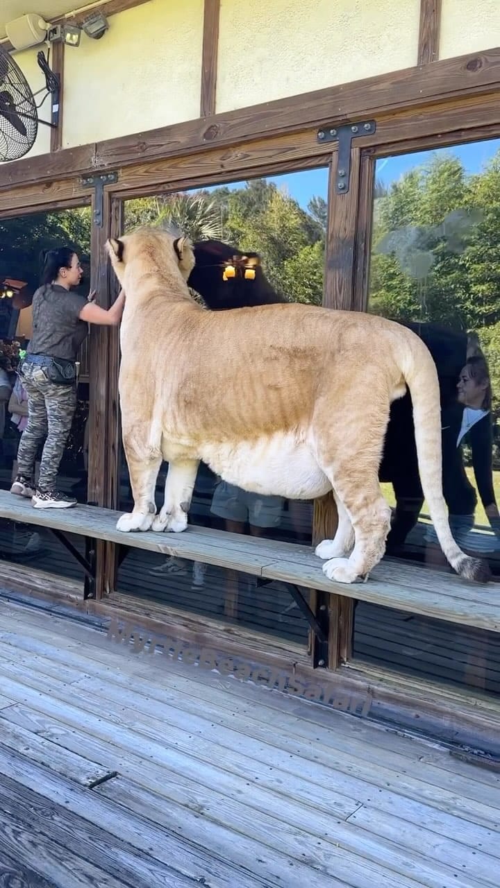 Post 8 by Myrtle Beach Safari 🐯🐘🐵🦁🦅 on Instagram (video)