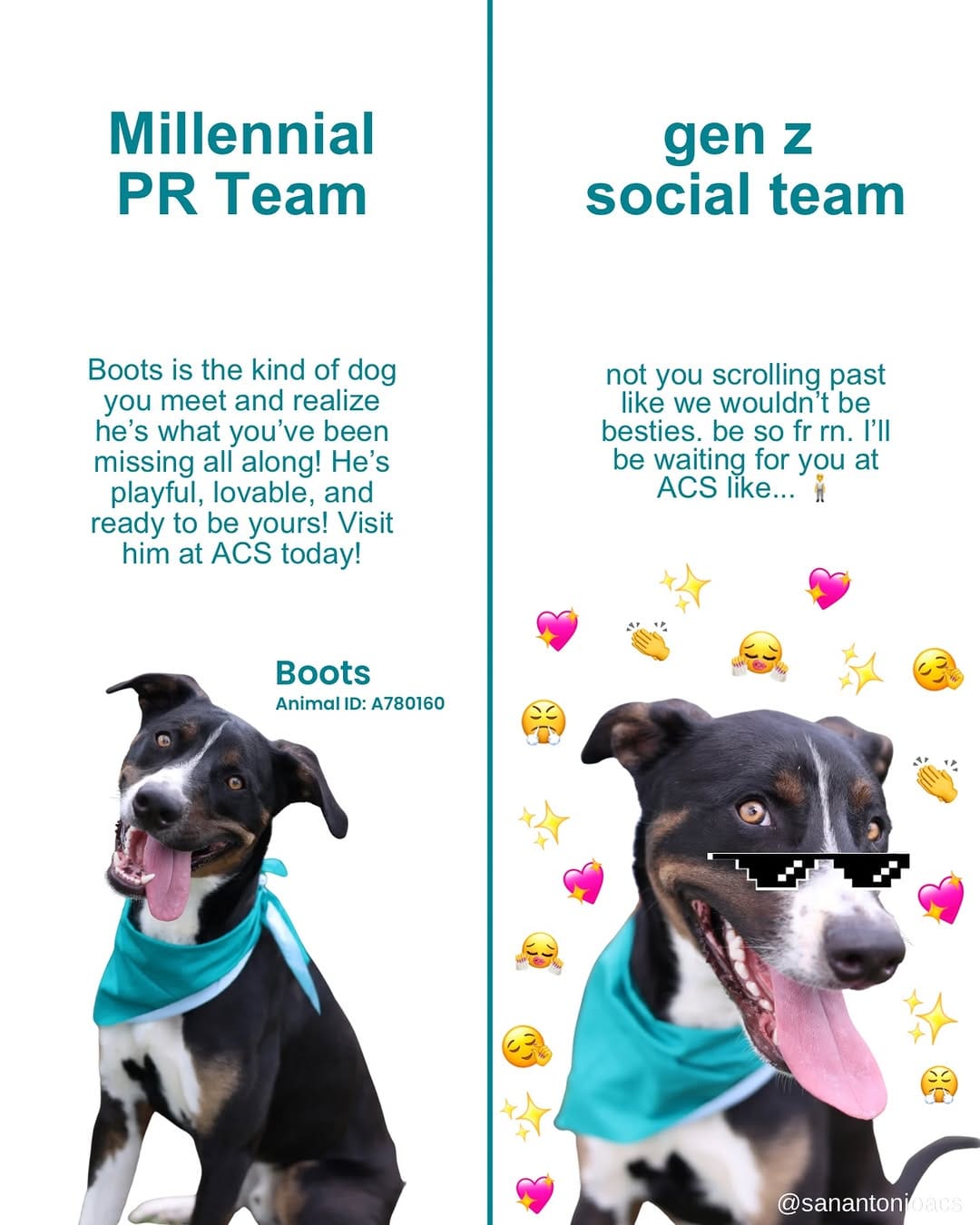 Post 4 by SA Animal Care Services on Instagram (image)