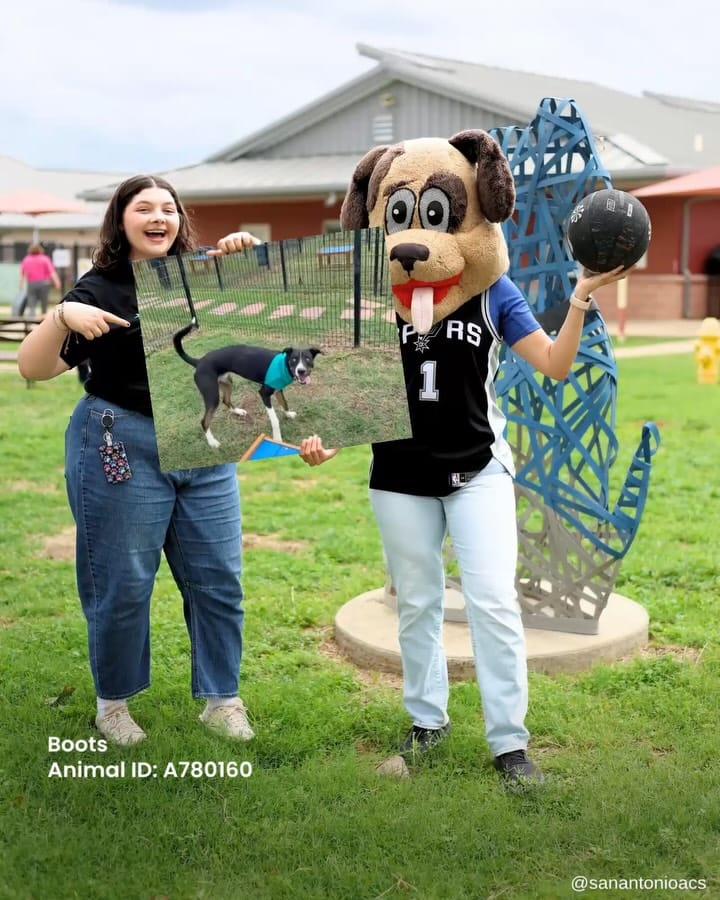 Post 6 by SA Animal Care Services on Instagram (carousel)