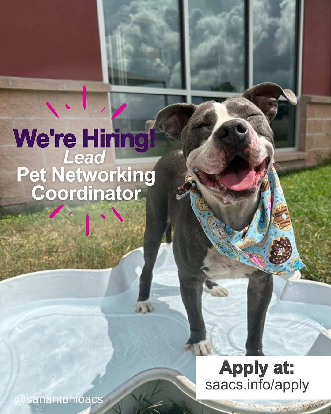 Post 7 by SA Animal Care Services on Instagram (image)