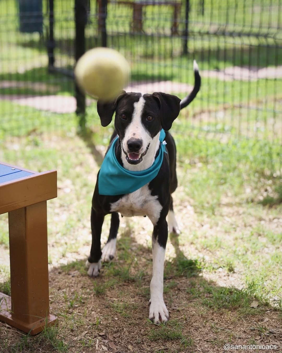 Post 2 by SA Animal Care Services on Instagram (carousel)
