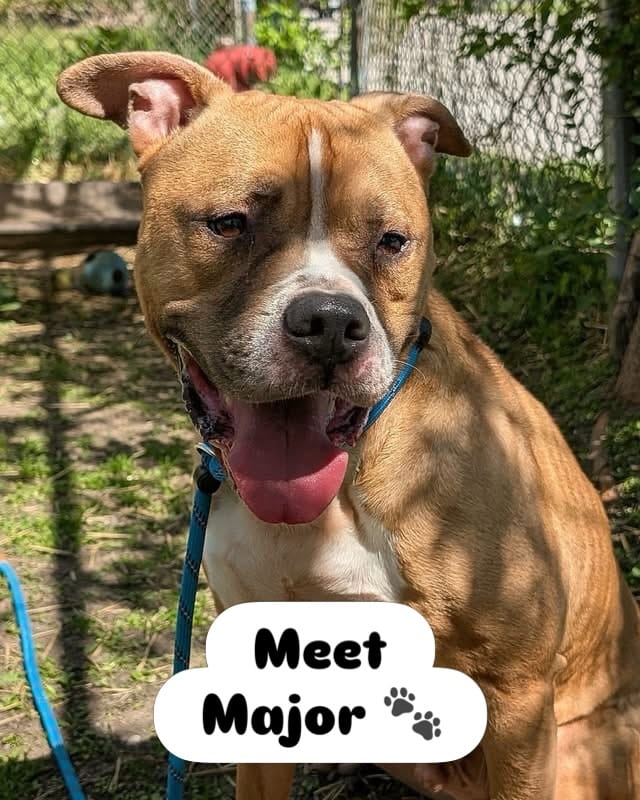 Post 2 by Chicago Animal Care & Control on Instagram (carousel)