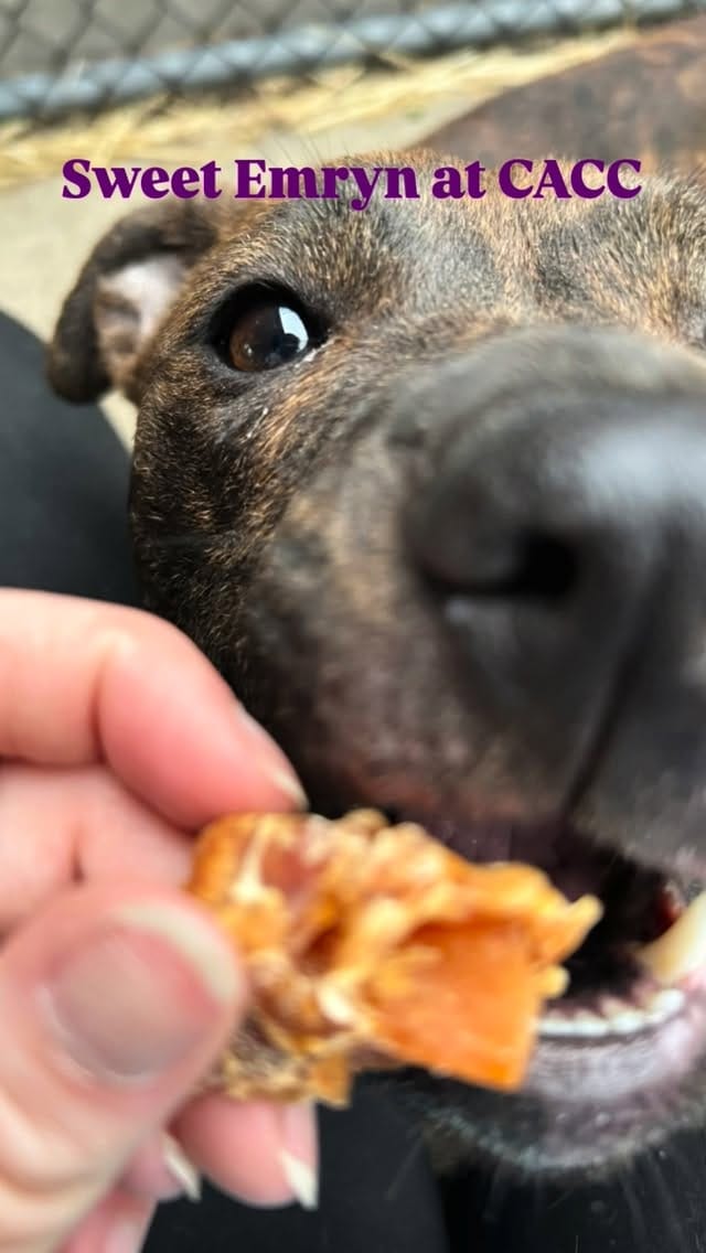 Post 6 by Chicago Animal Care & Control on Instagram (video)