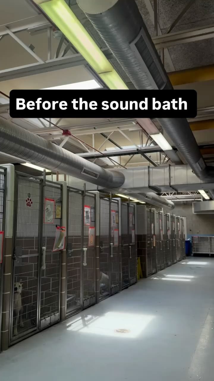 Post 8 by Chicago Animal Care & Control on Instagram (video)