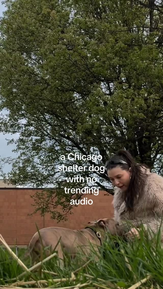 Post 7 by Chicago Animal Care & Control on Instagram (video)