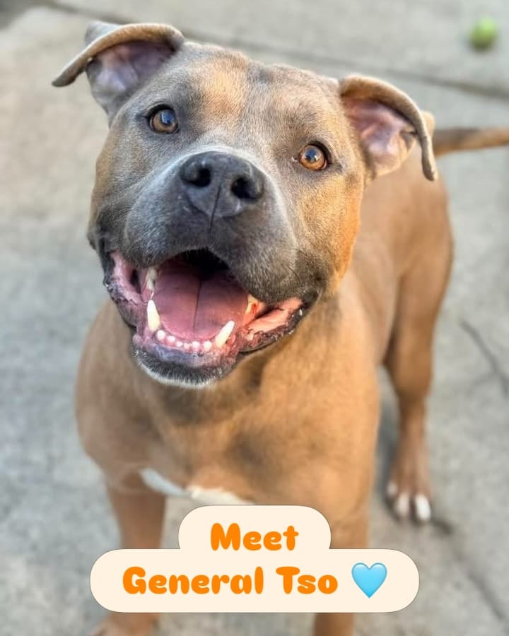 Post 9 by Chicago Animal Care & Control on Instagram (carousel)