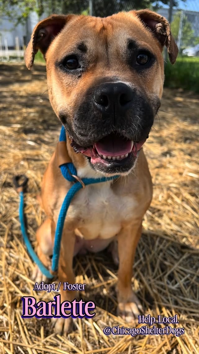 Post 4 by Chicago Animal Care & Control on Instagram (video)