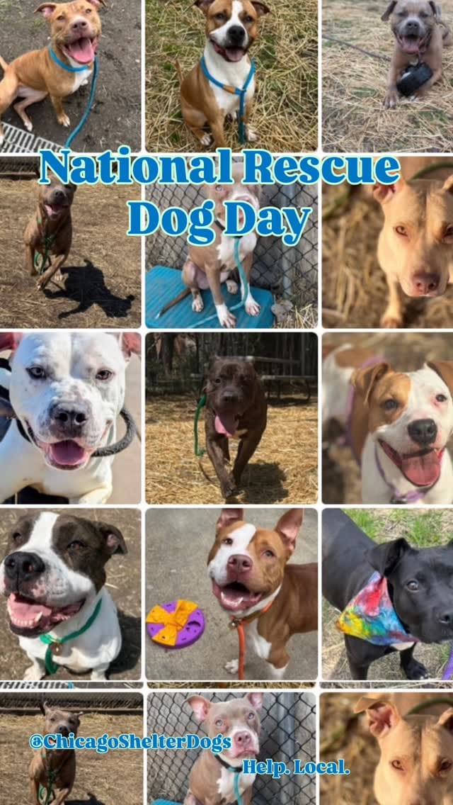 Post 3 by Chicago Animal Care & Control on Instagram (video)