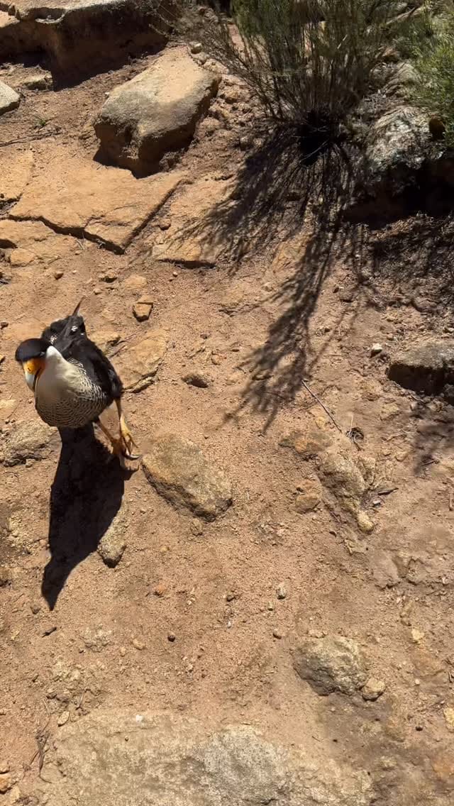 Post 7 by Hillary Hankey | Bird Behavior Expert on Instagram (video)