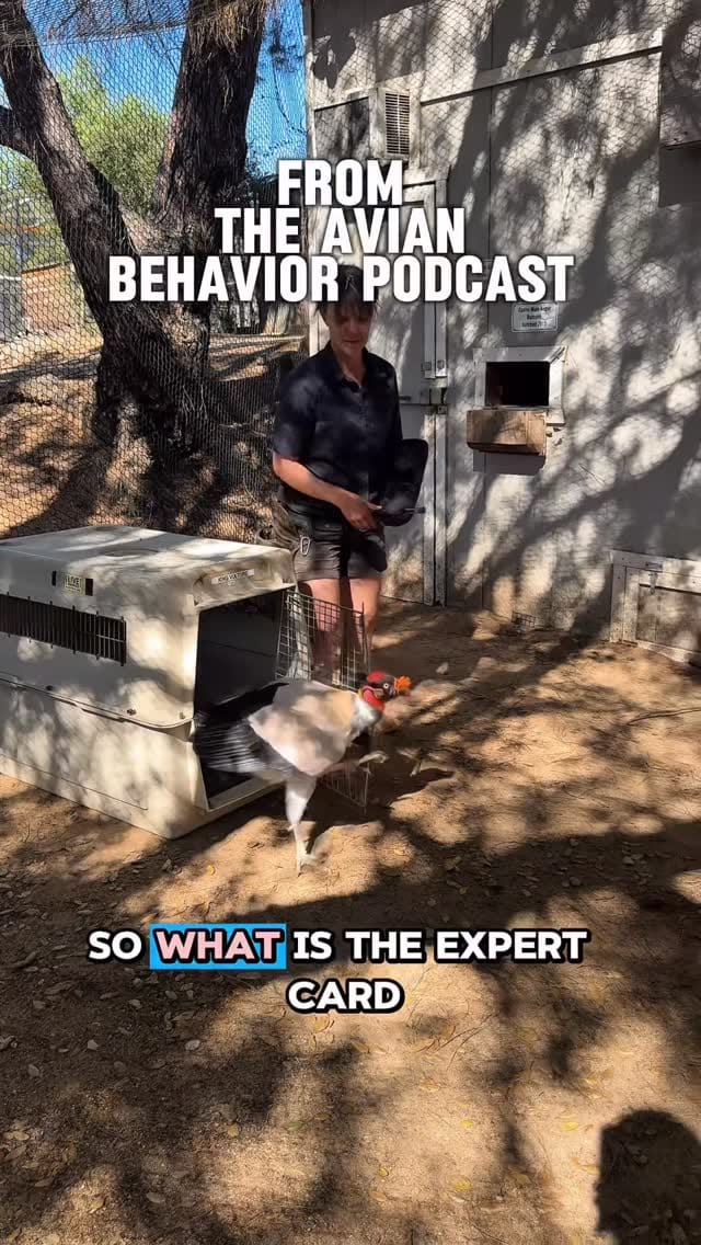 Post 6 by Hillary Hankey | Bird Behavior Expert on Instagram (video)
