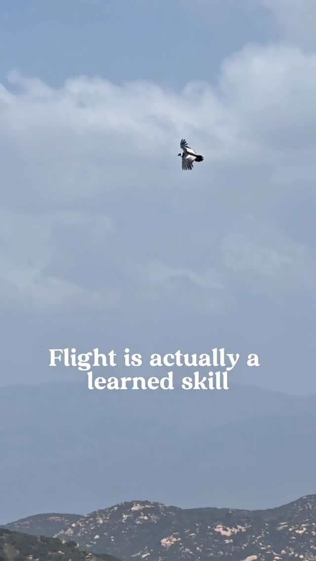 Post 3 by Hillary Hankey | Bird Behavior Expert on Instagram (video)