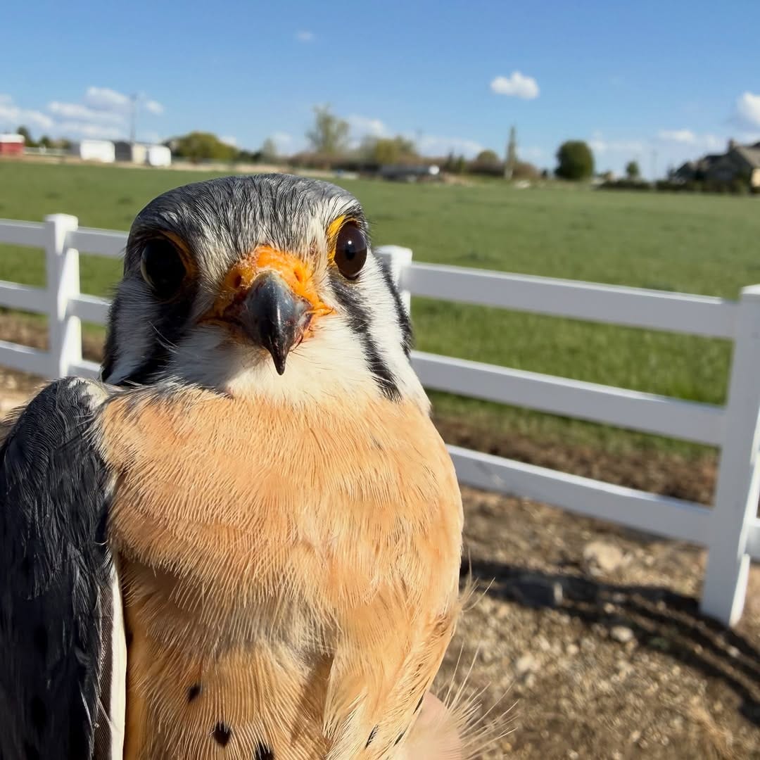 Post 10 by Hillary Hankey | Bird Behavior Expert on Instagram (carousel)