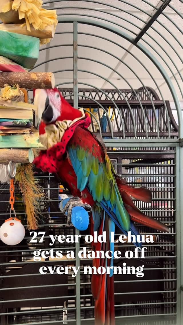 Post 4 by Hillary Hankey | Bird Behavior Expert on Instagram (video)