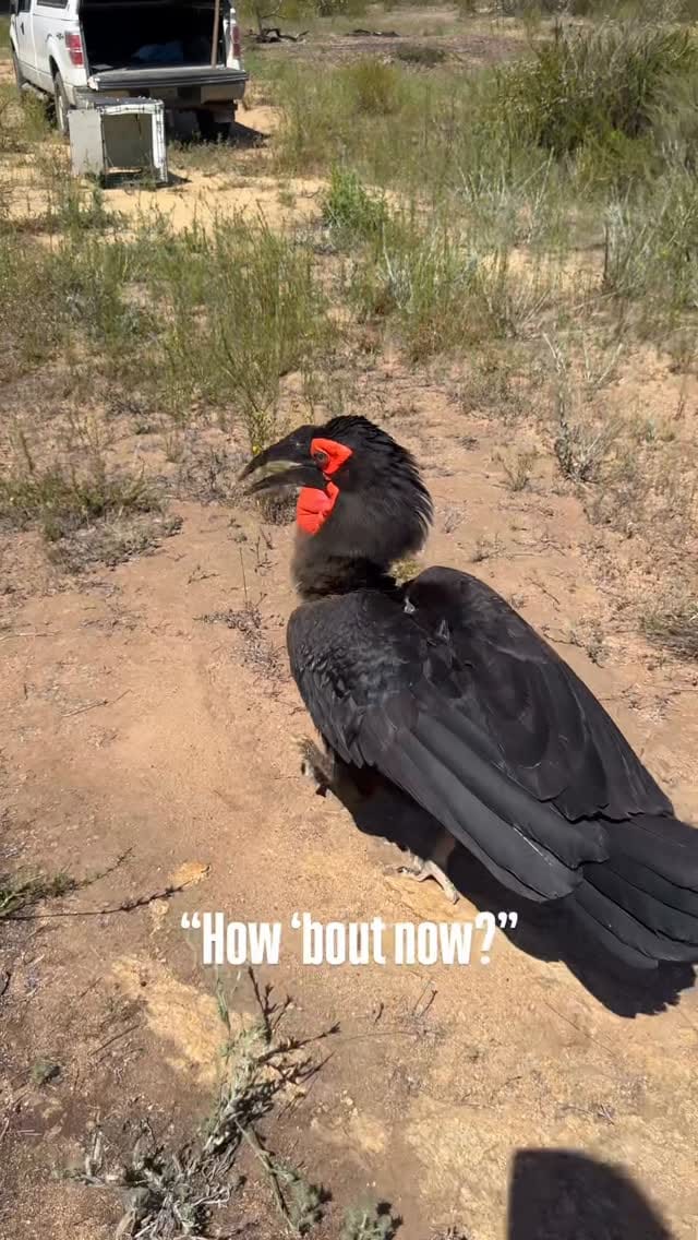 Post 1 by Hillary Hankey | Bird Behavior Expert on Instagram (video)