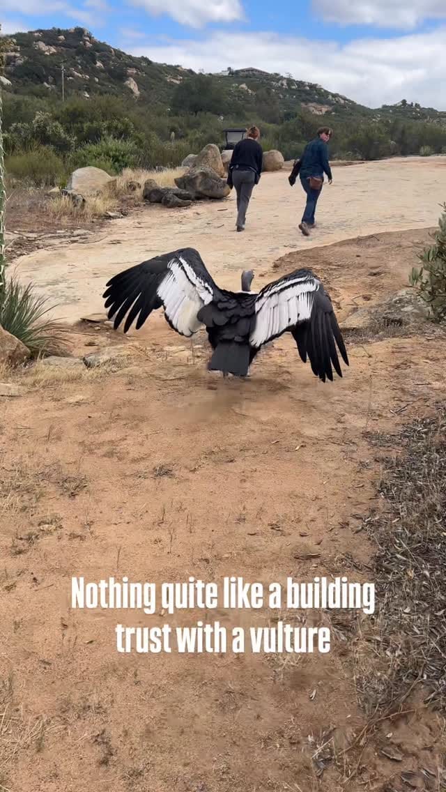 Post 9 by Hillary Hankey | Bird Behavior Expert on Instagram (video)