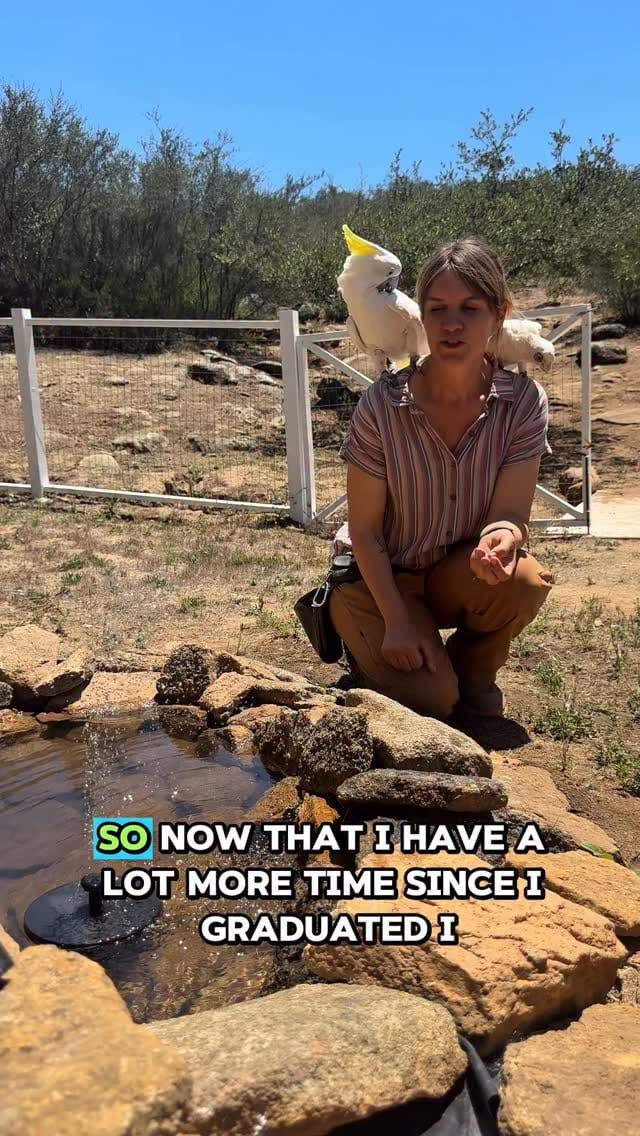 Post 2 by Hillary Hankey | Bird Behavior Expert on Instagram (video)