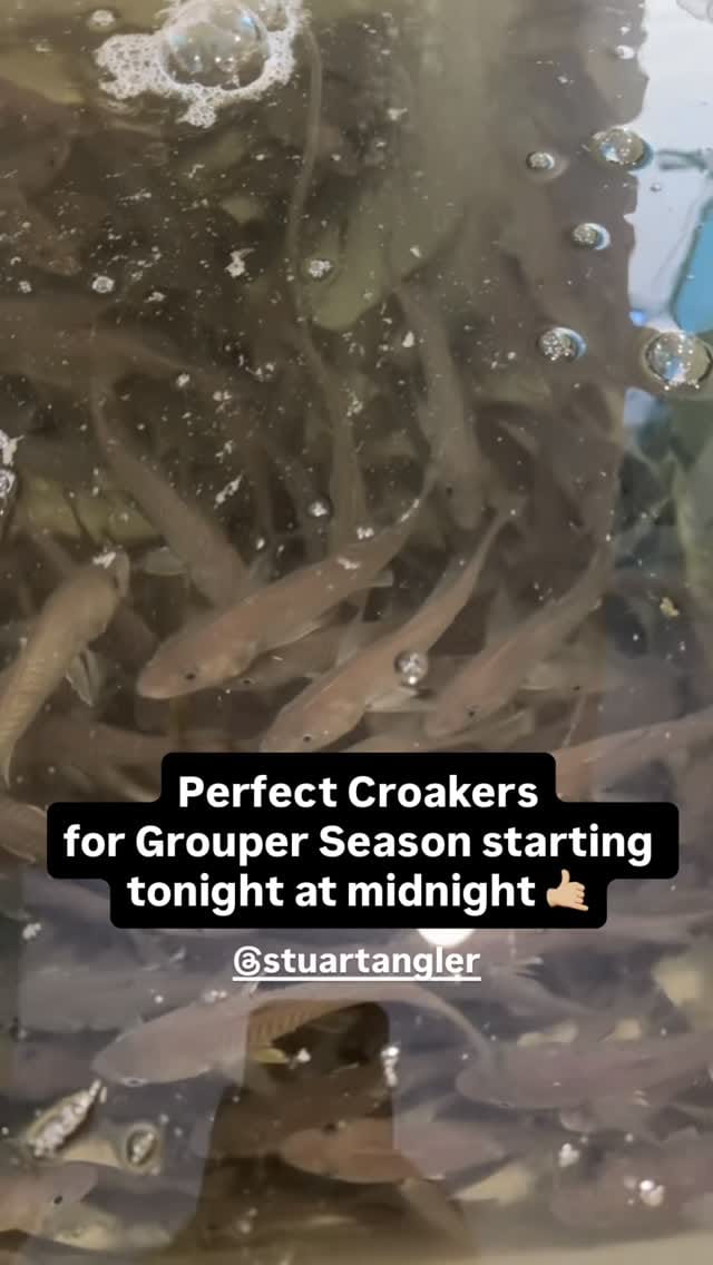 Post 6 by •Stuart Angler• on Instagram (video)