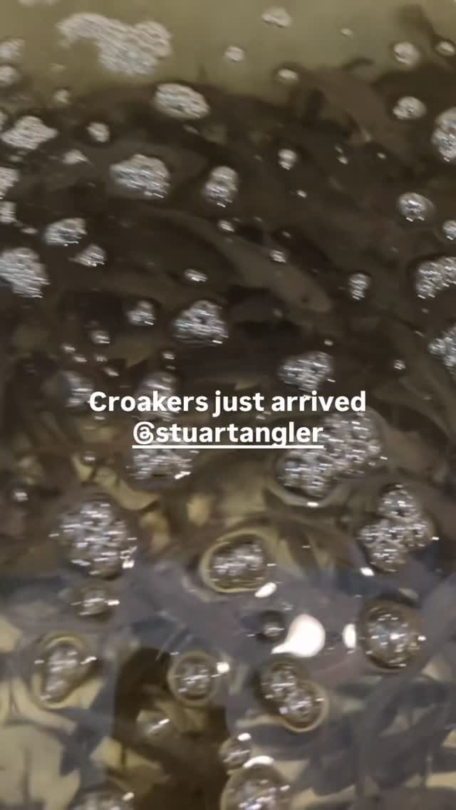 Post 7 by •Stuart Angler• on Instagram (video)