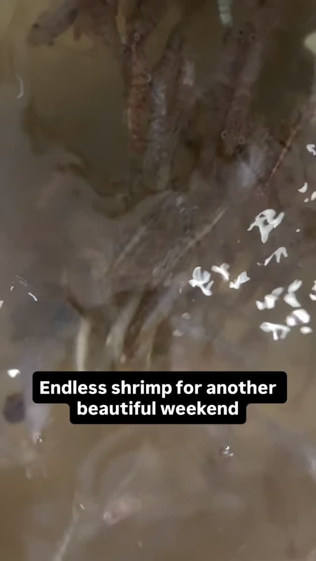Post 5 by •Stuart Angler• on Instagram (video)