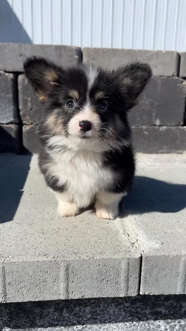 Post 9 by Sorensen Corgis, LLC on Instagram (video)