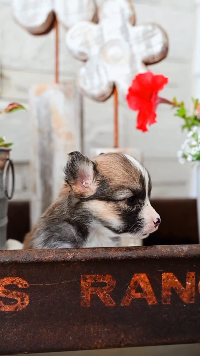Post 1 by Sorensen Corgis, LLC on Instagram (video)