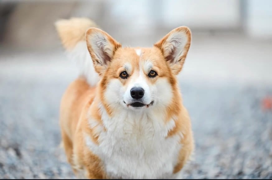 Post 3 by Sorensen Corgis, LLC on Instagram (carousel)