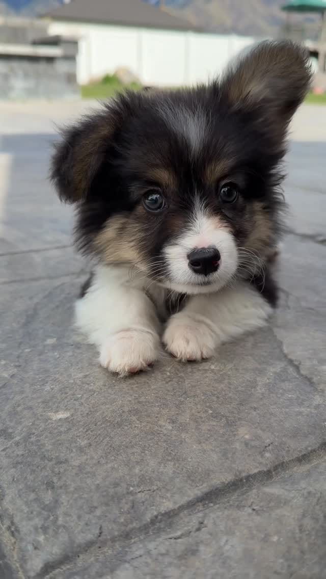 Post 8 by Sorensen Corgis, LLC on Instagram (video)