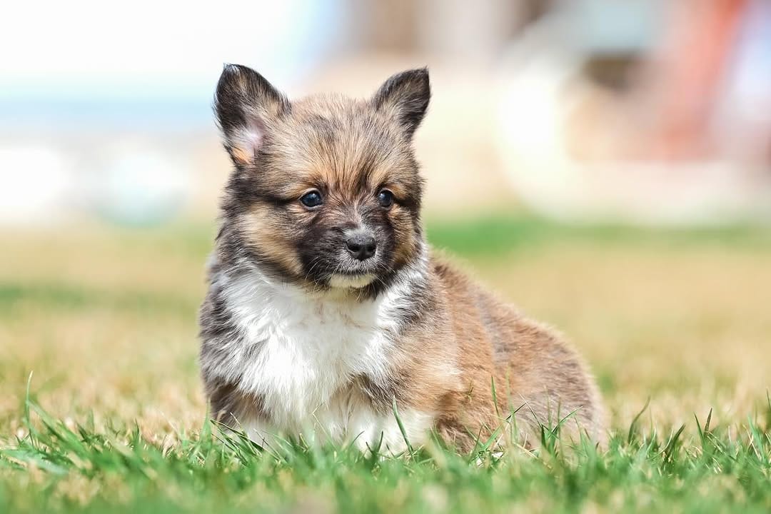 Post 7 by Sorensen Corgis, LLC on Instagram (carousel)
