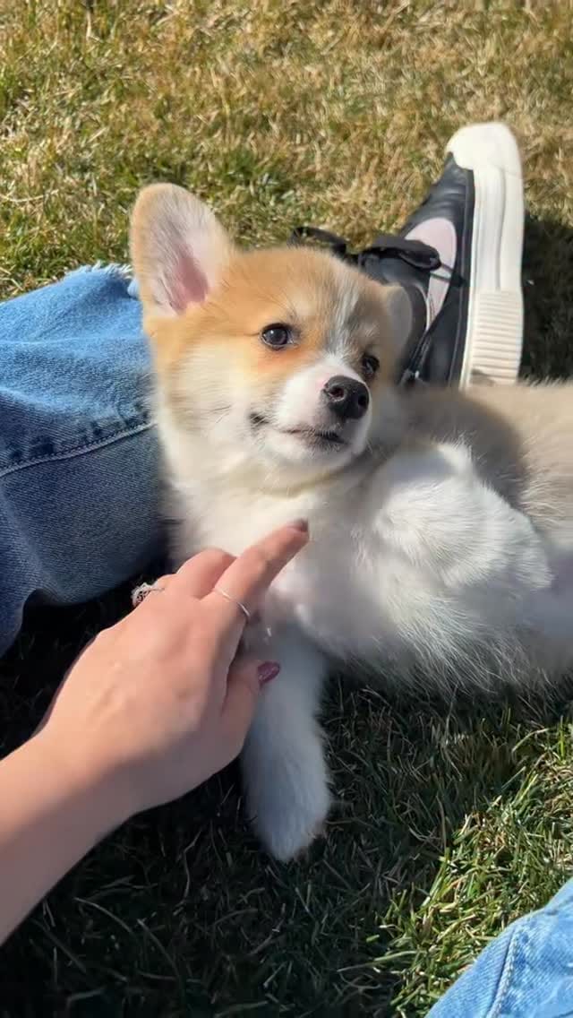 Post 6 by Sorensen Corgis, LLC on Instagram (video)