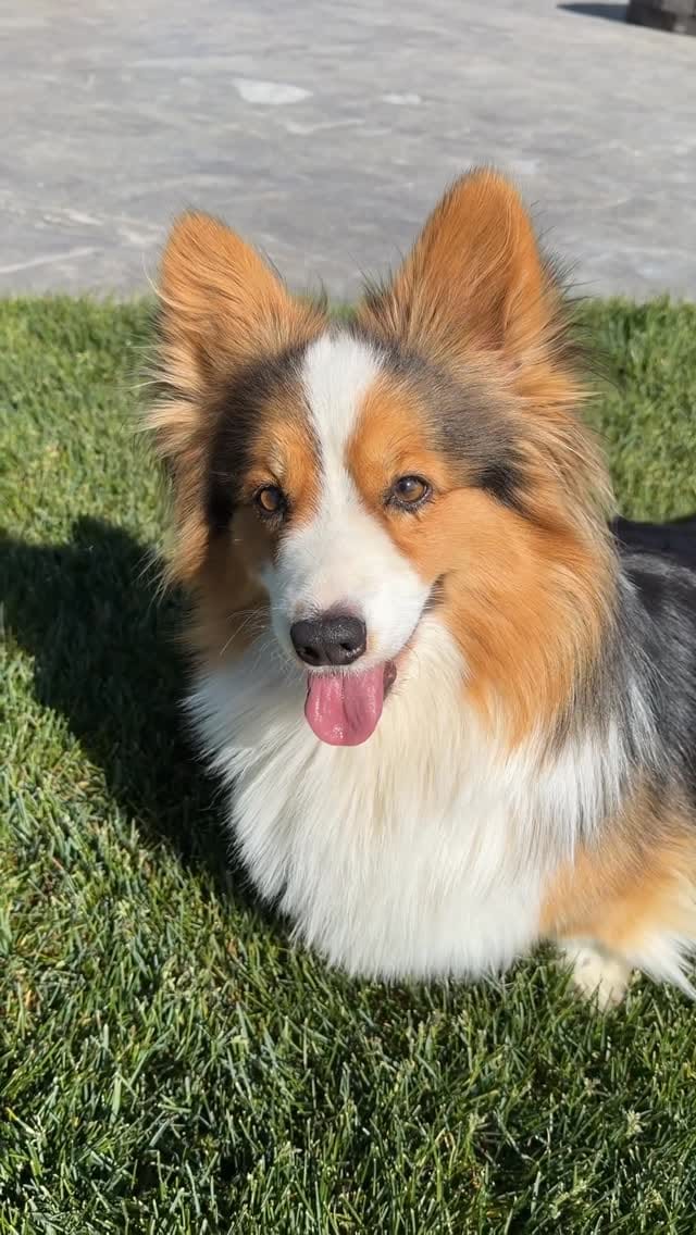 Post 2 by Sorensen Corgis, LLC on Instagram (video)
