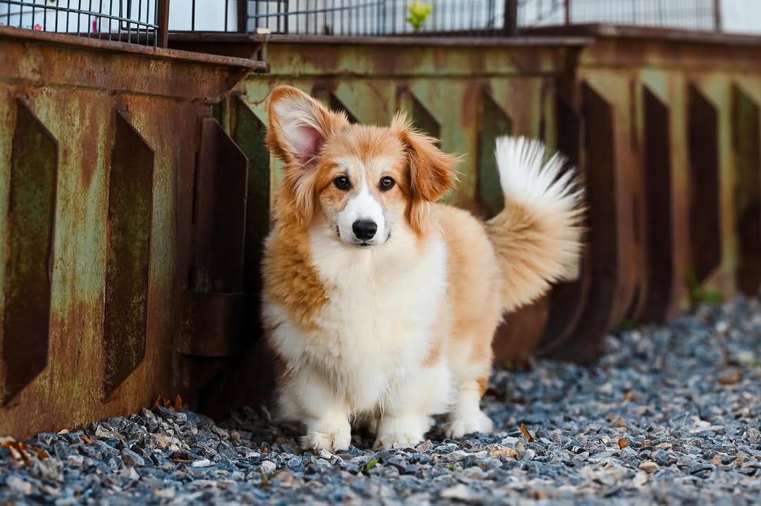 Post 5 by Sorensen Corgis, LLC on Instagram (carousel)
