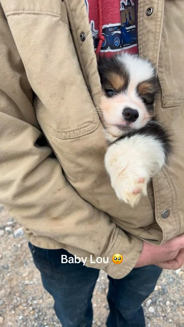 Post 4 by Sorensen Corgis, LLC on Instagram (video)