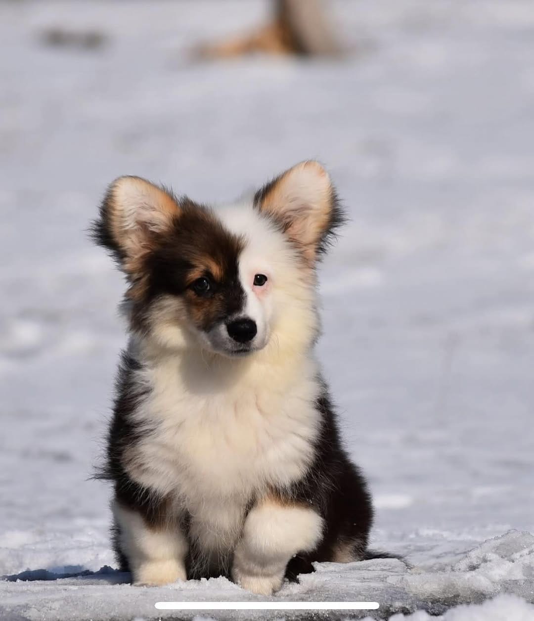 Post 10 by Sorensen Corgis, LLC on Instagram (carousel)